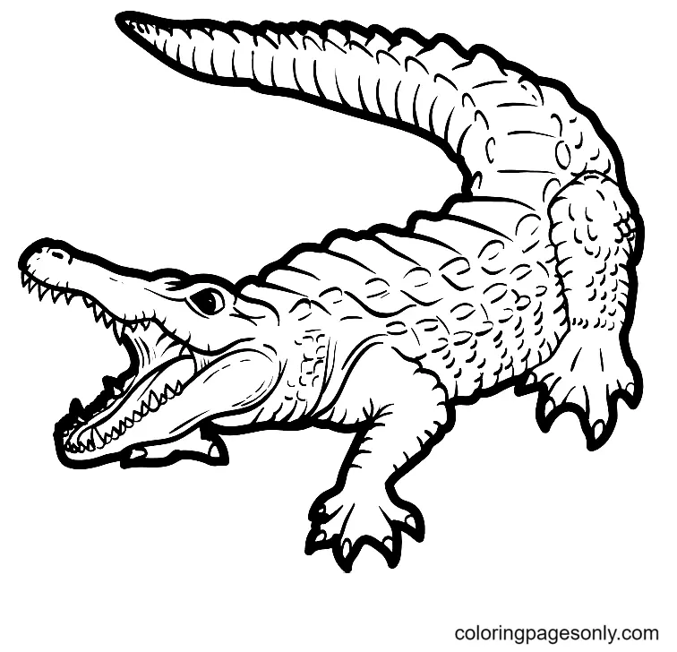 Alligator Coloring Pages