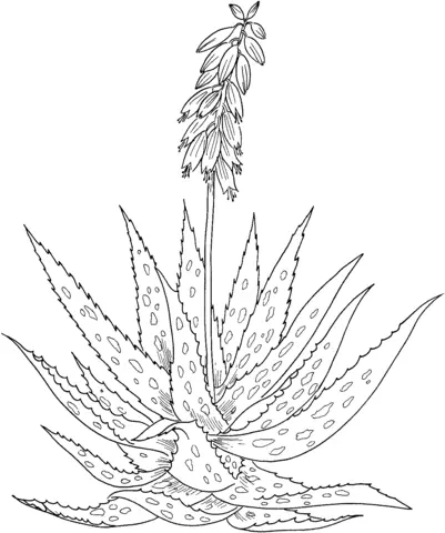 Aloes Coloring Pages
