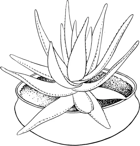 Aloes Coloring Pages