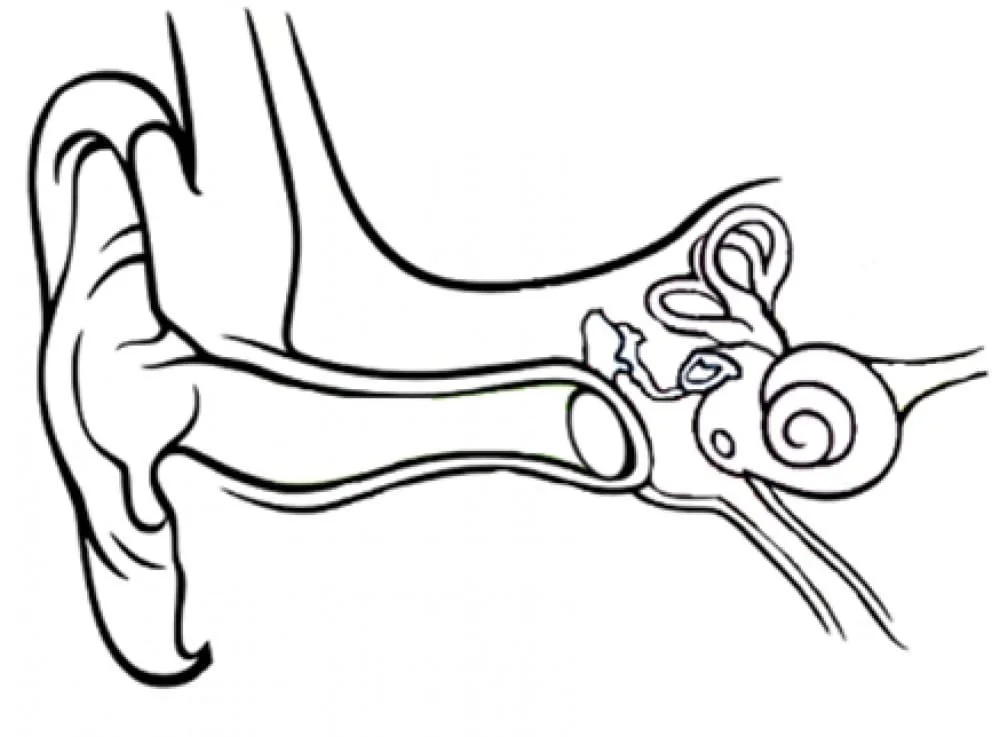 Anatomy Coloring Pages
