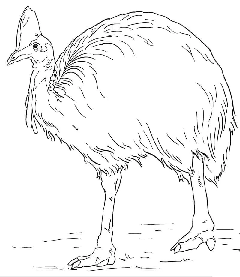 Australian Animals Coloring Pages