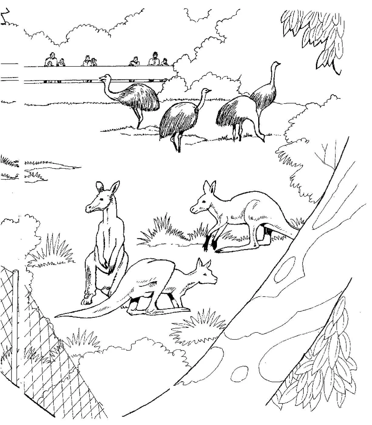 Australian Animals Coloring Pages