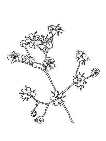 Babys breath Coloring Pages