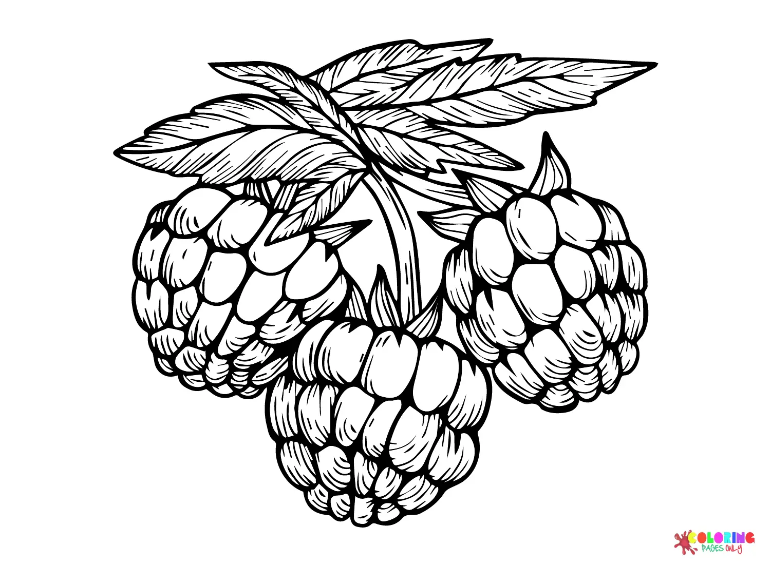 Blackberry Coloring Pages