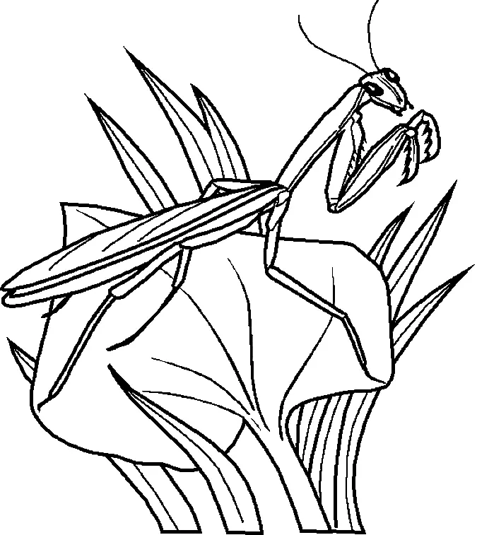 Bugs Coloring Pages