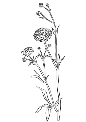 Buttercup Flower Coloring Pages
