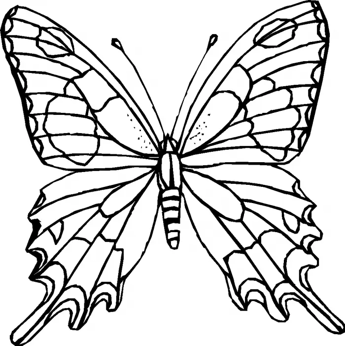 Butterfly Coloring Pages