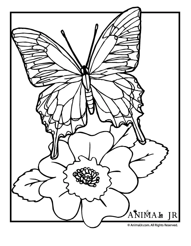 Butterfly Coloring Pages