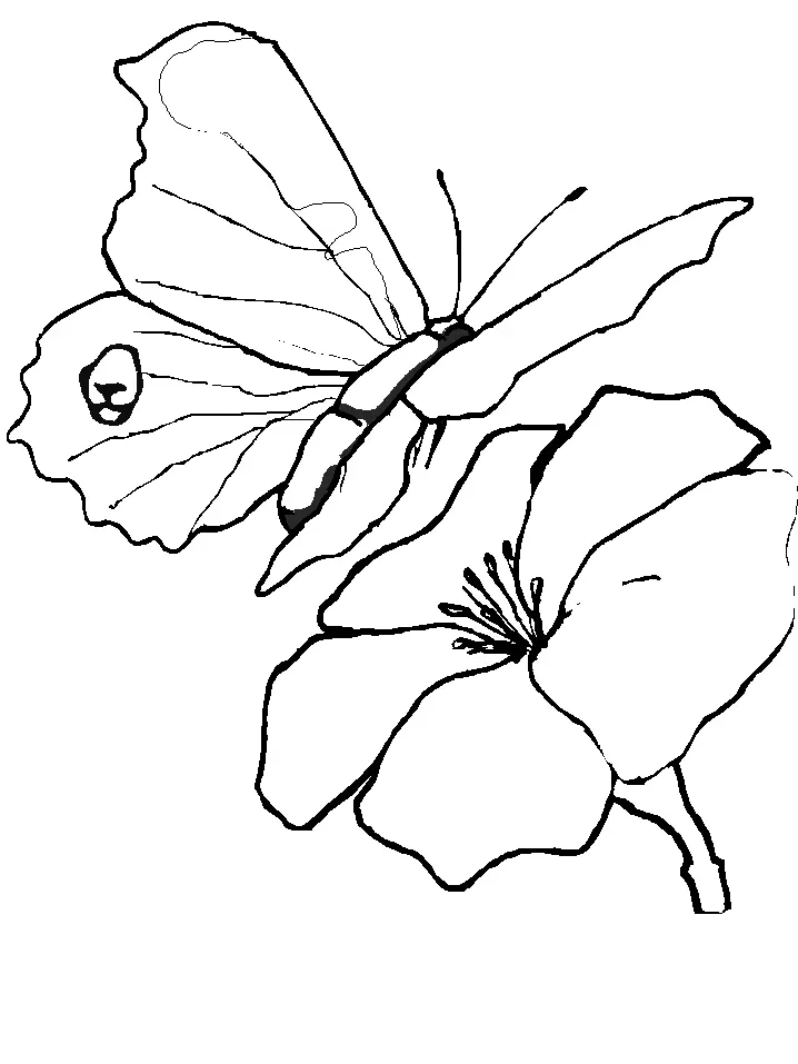 Butterfly Coloring Pages