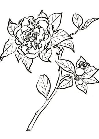 Camellia Coloring Pages