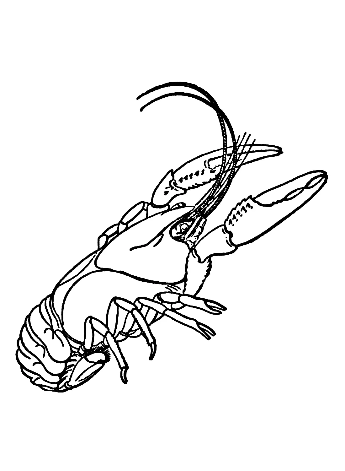 Crawfish Coloring Pages