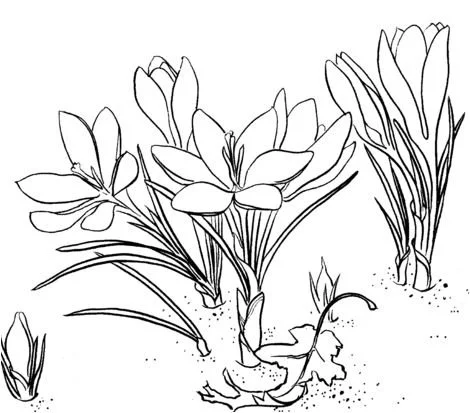 Crocuses Coloring Pages