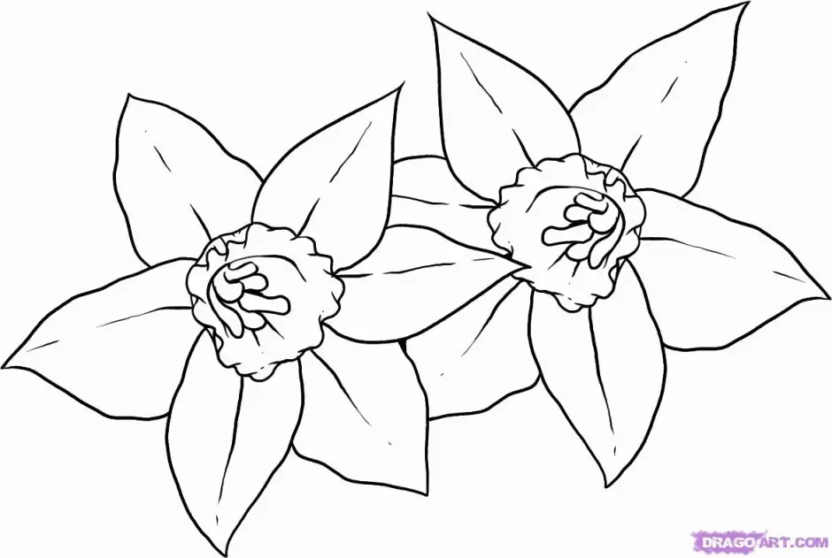 Daffodil Coloring Pages