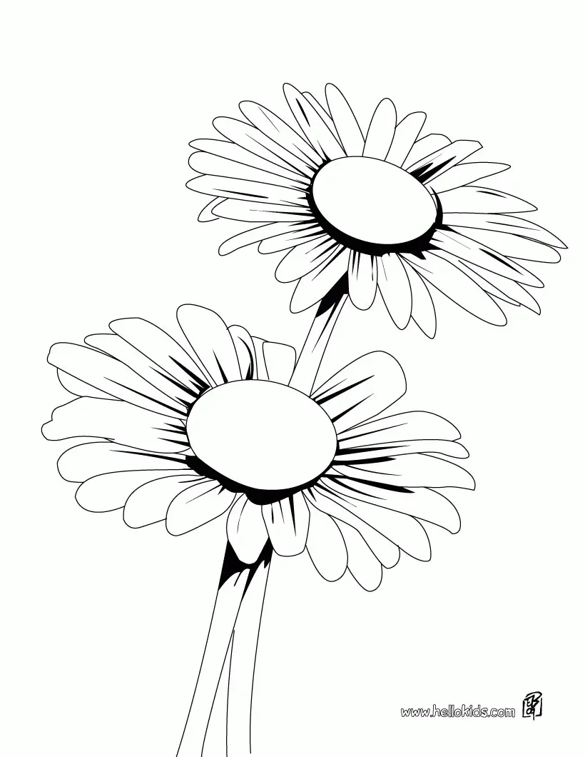 Daisies Coloring Pages