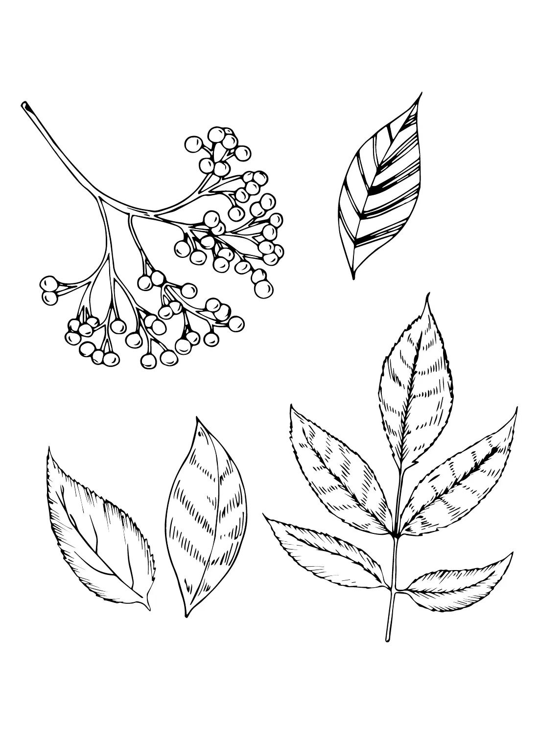 Elderberry Coloring Pages