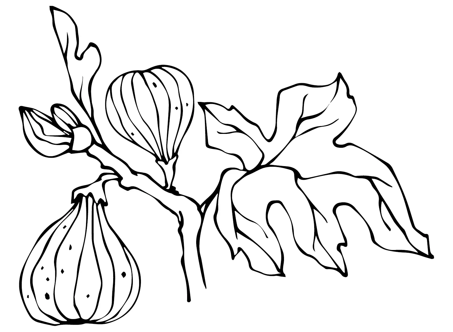 Figs Coloring Pages