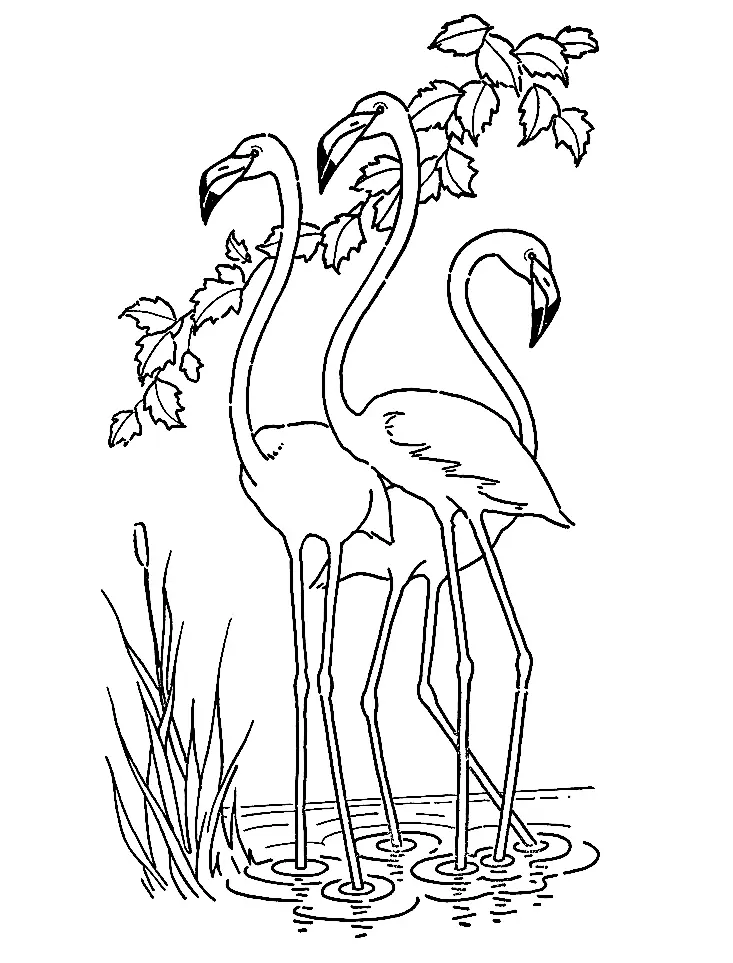 Flamingo Coloring Pages