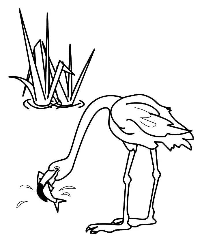 Flamingo Coloring Pages