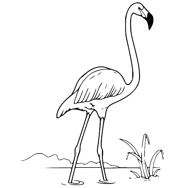 Flamingo Coloring Pages