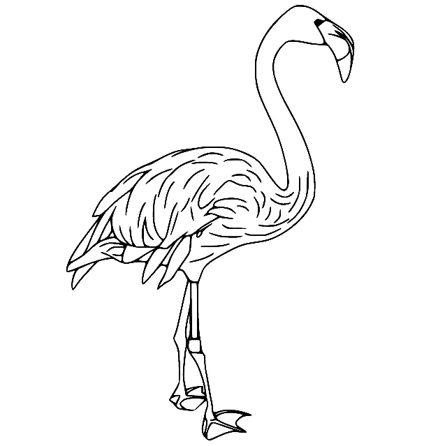 Flamingo Coloring Pages