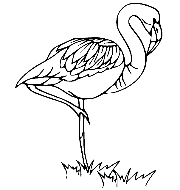 Flamingo Coloring Pages