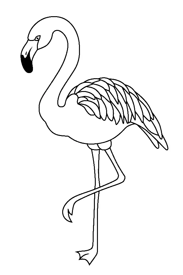 Flamingo Coloring Pages