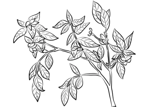 Gardenia Coloring Pages