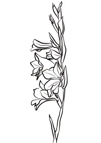 Gladioluses Coloring Pages