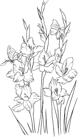 Gladioluses Coloring Pages