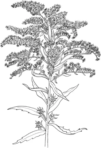 Goldenrod Coloring Pages