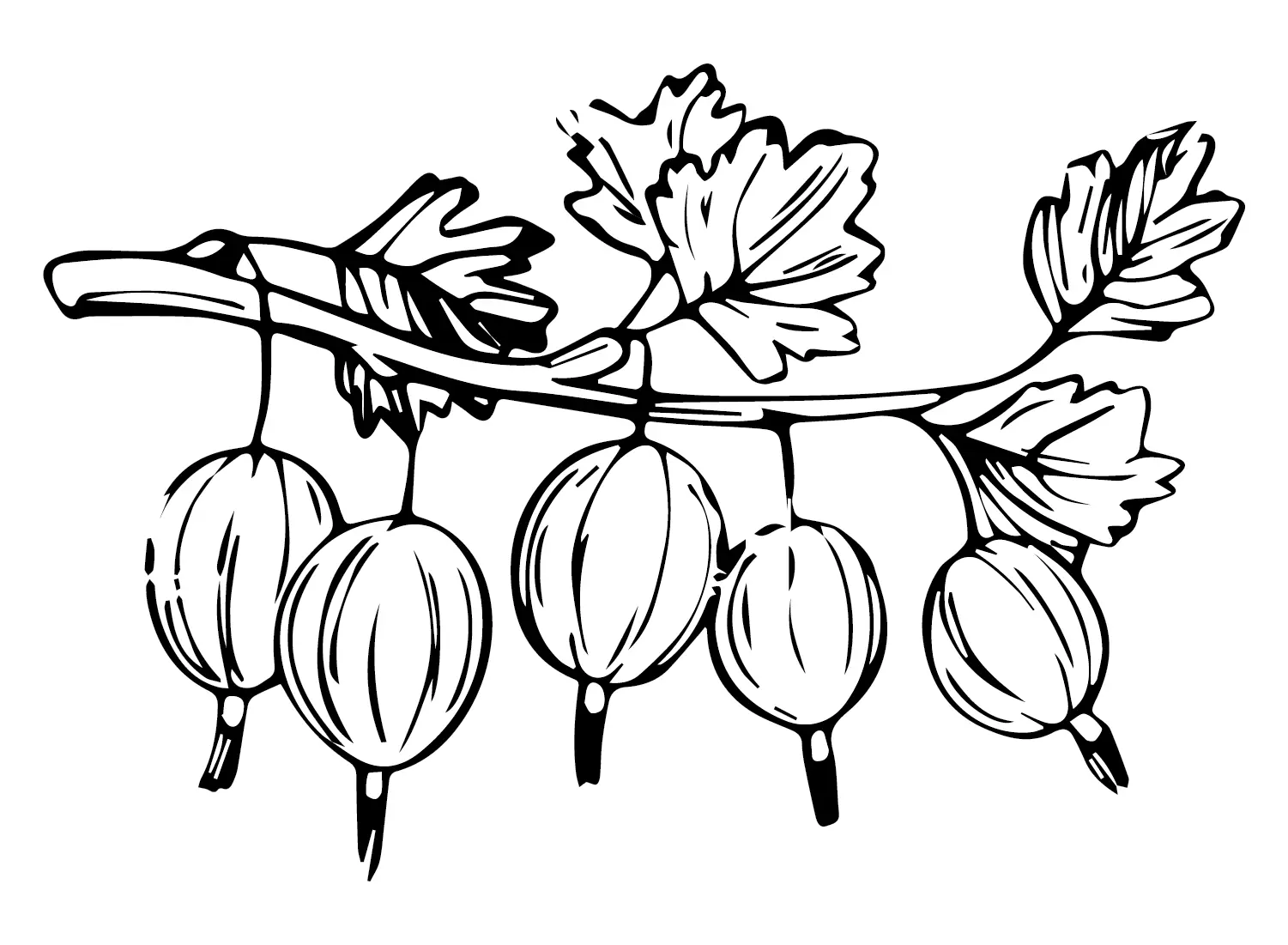 Gooseberry Coloring Pages