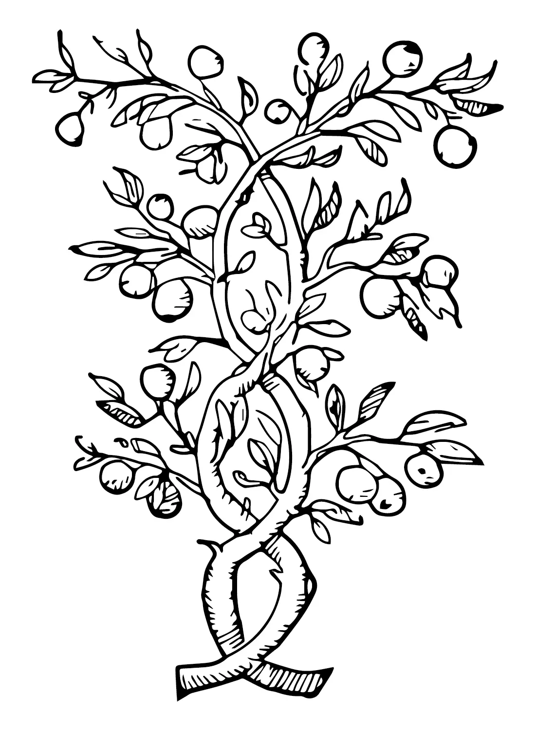 Guavas Coloring Pages