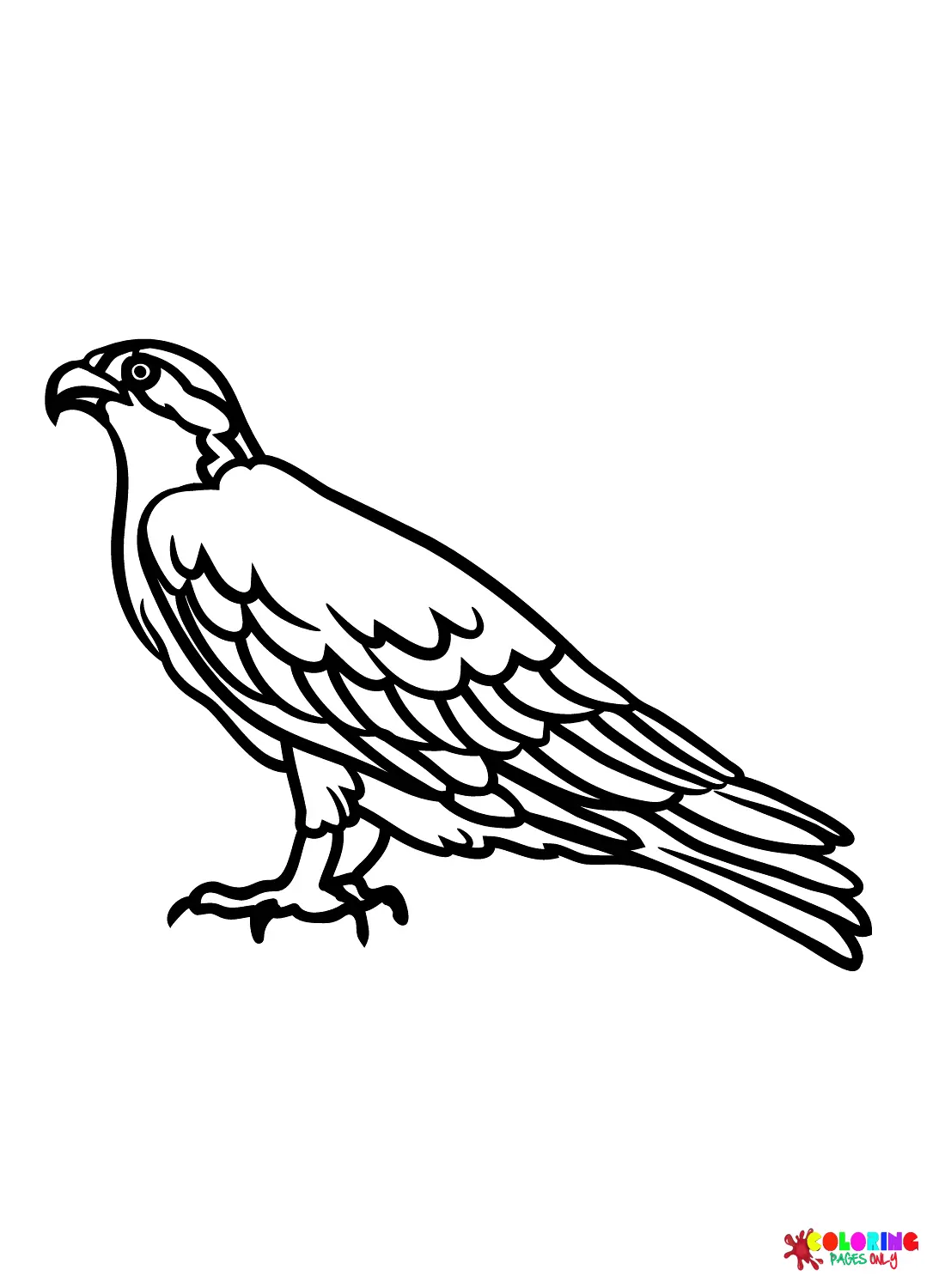 Hawks Coloring Pages