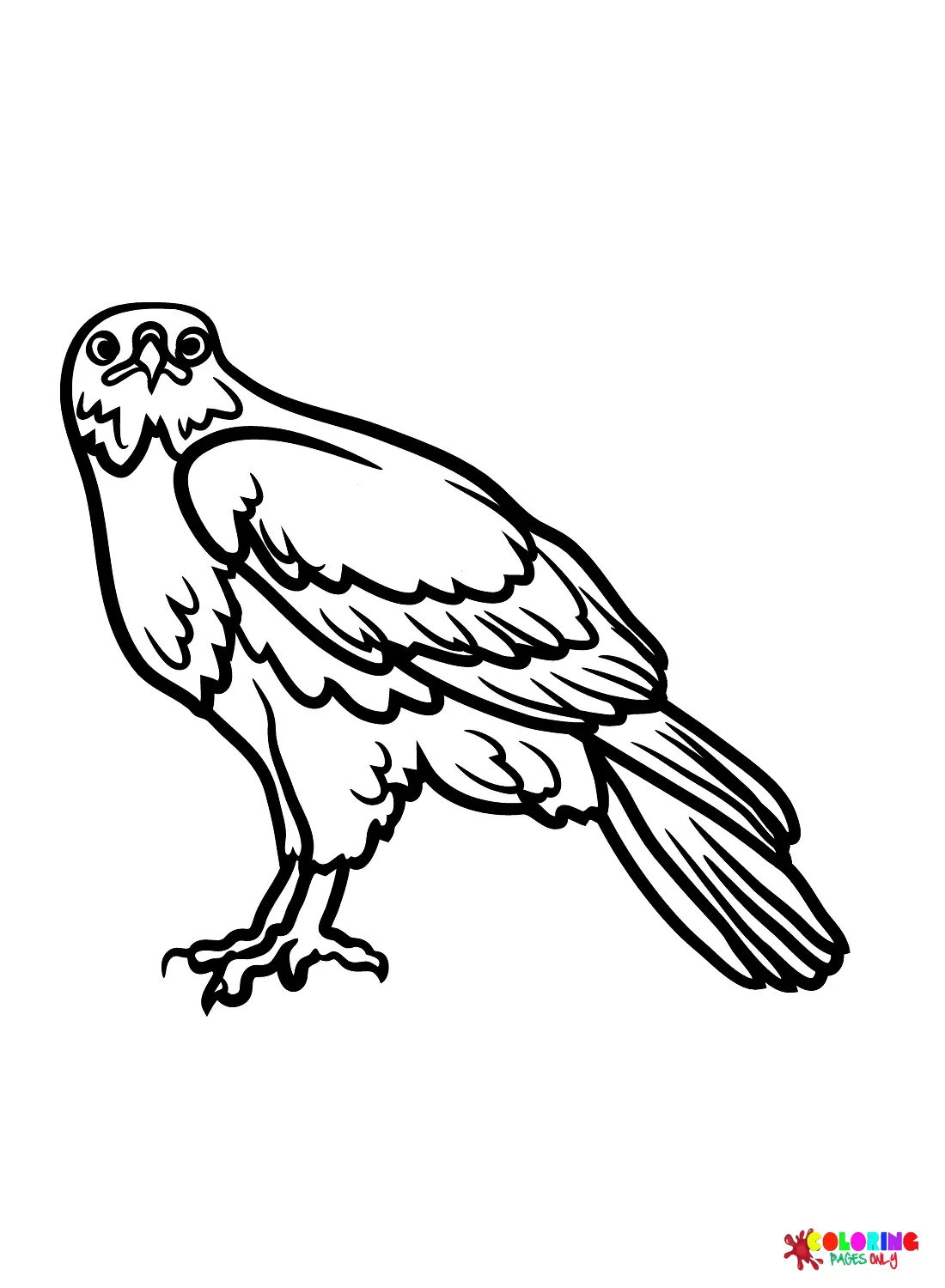 Hawks Coloring Pages