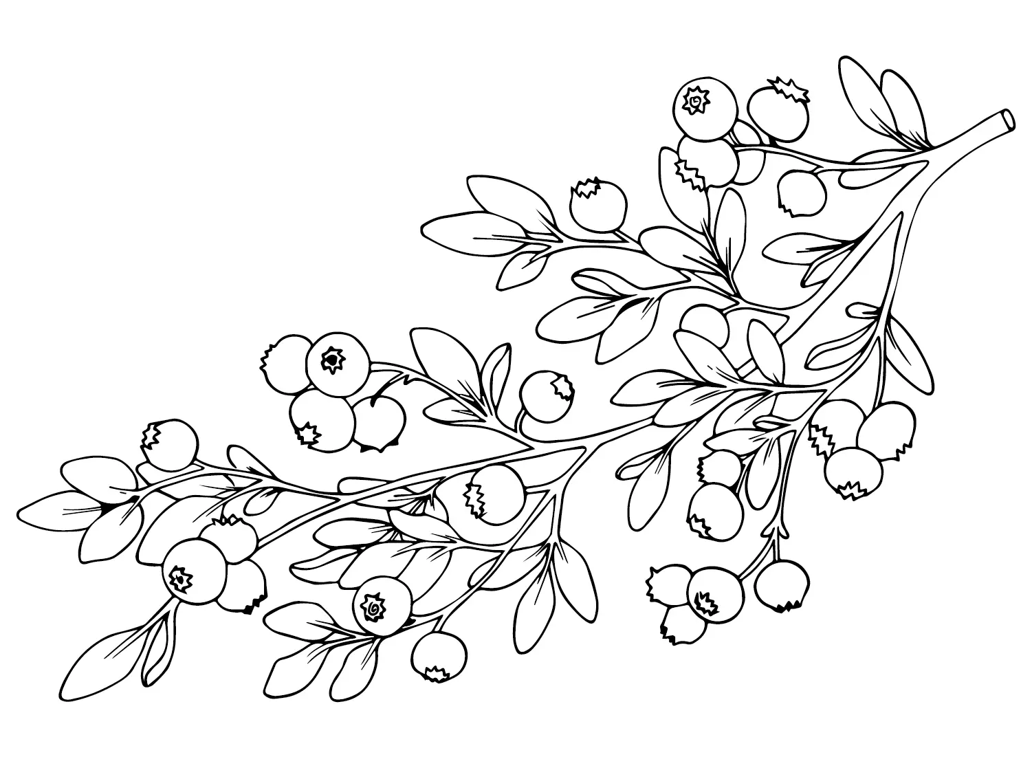 Huckleberry Coloring Pages