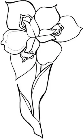 Iris Coloring Pages