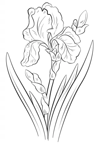Iris Coloring Pages