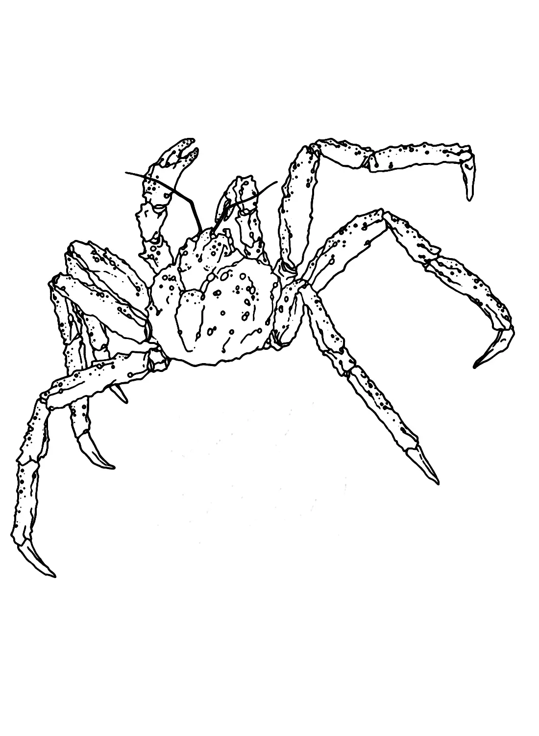 King Crab Coloring Pages
