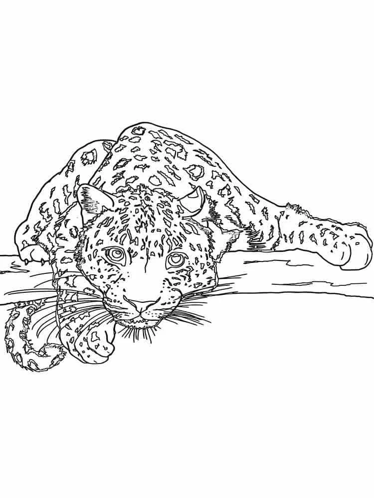 Leopard Coloring Pages