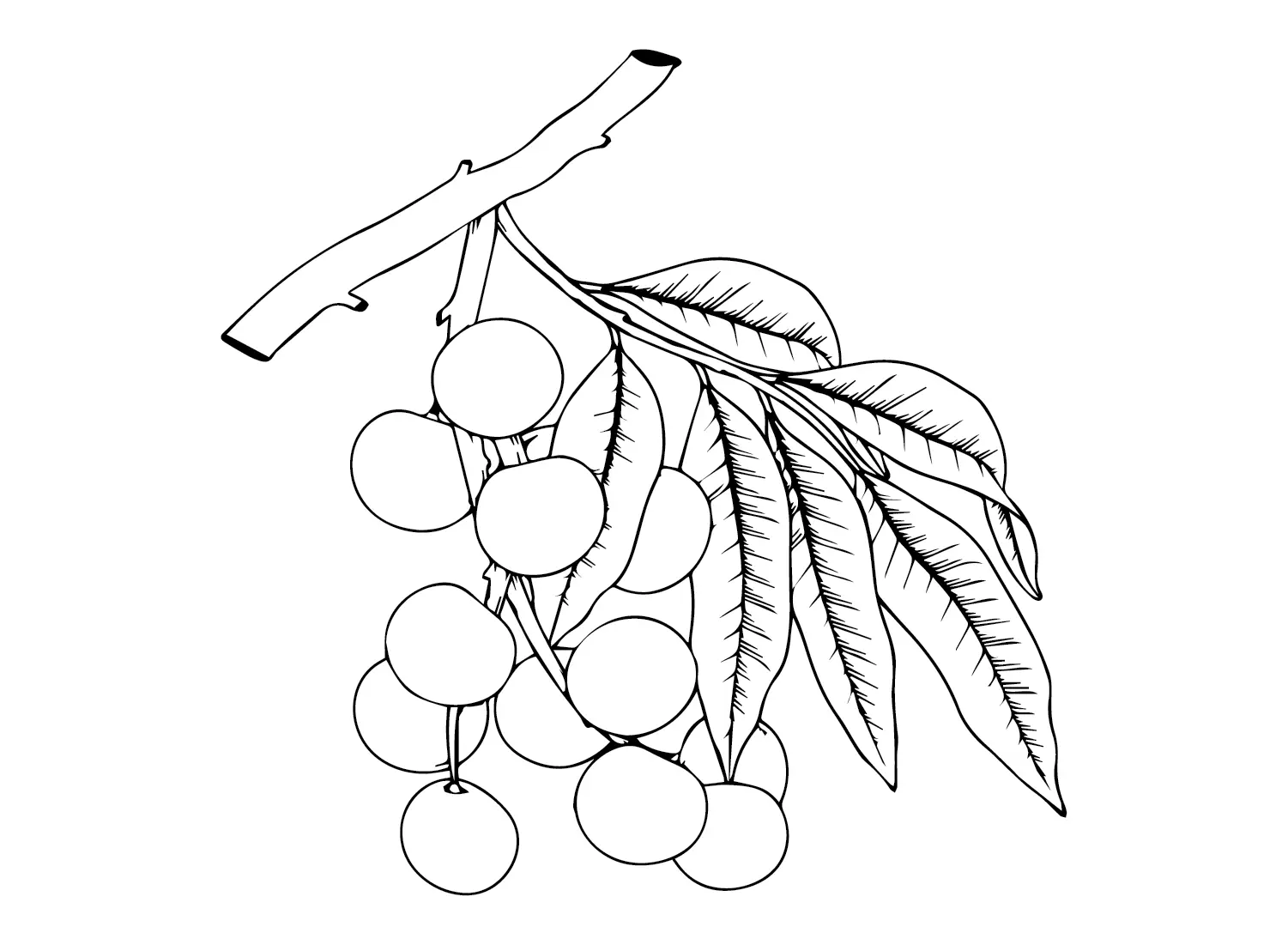 Longan Coloring Pages