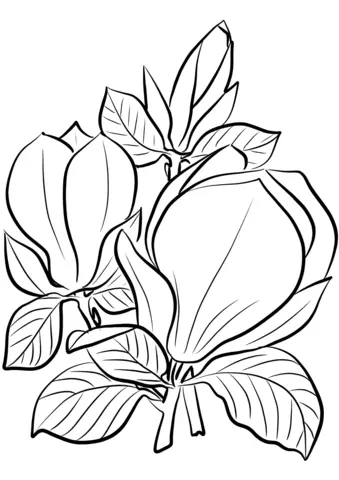 Magnolia Coloring Pages