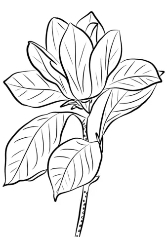 Magnolia Coloring Pages
