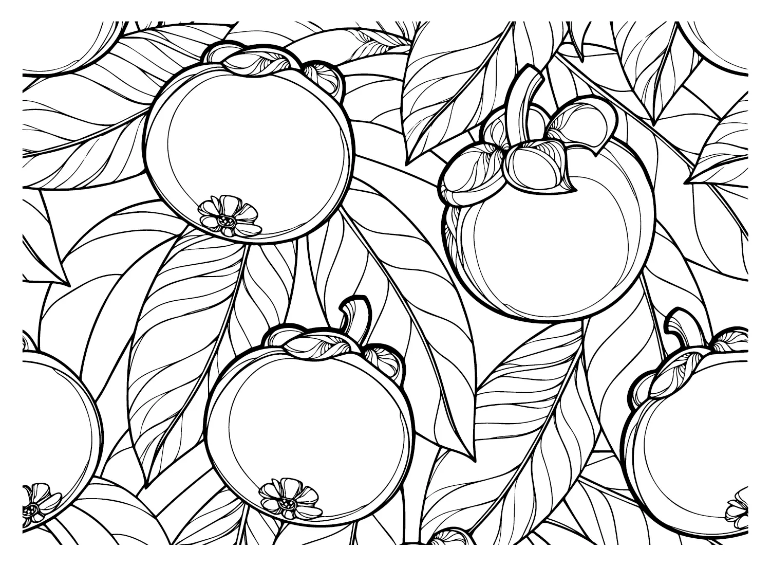 Mangosteen Coloring Pages