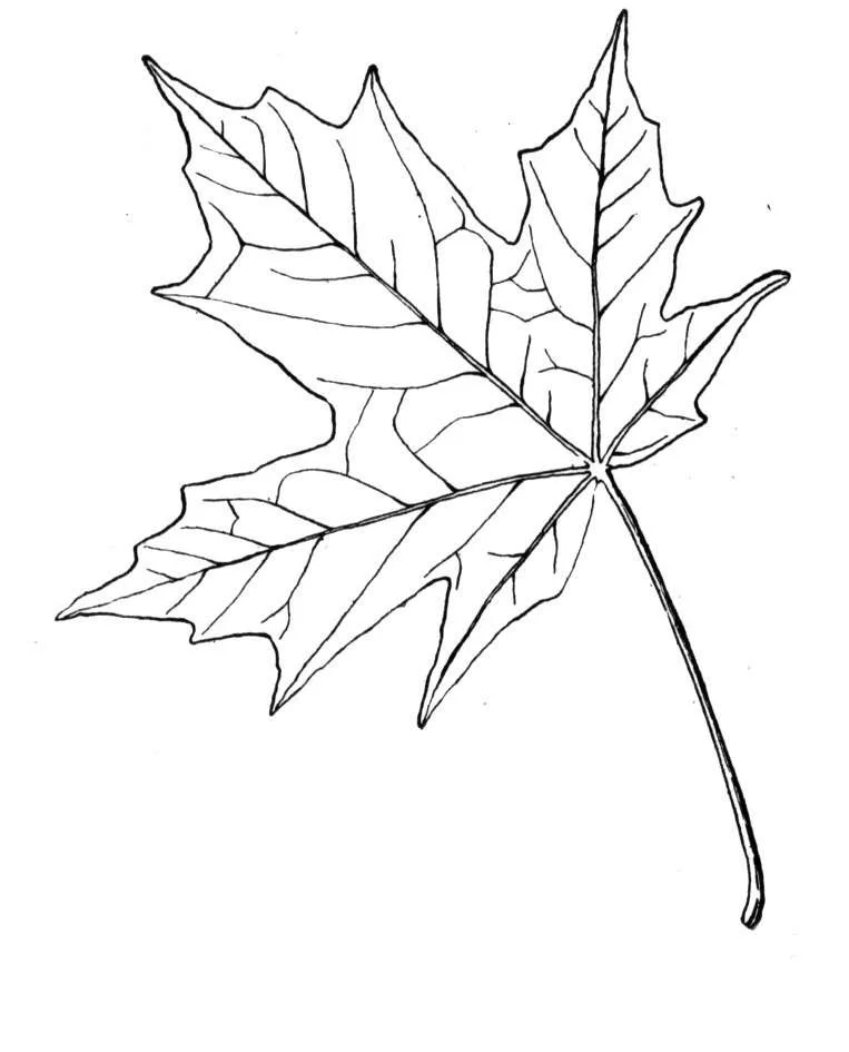 Maple Leaf Coloring Pages