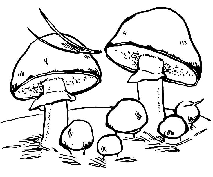 Mushroom Coloring Pages