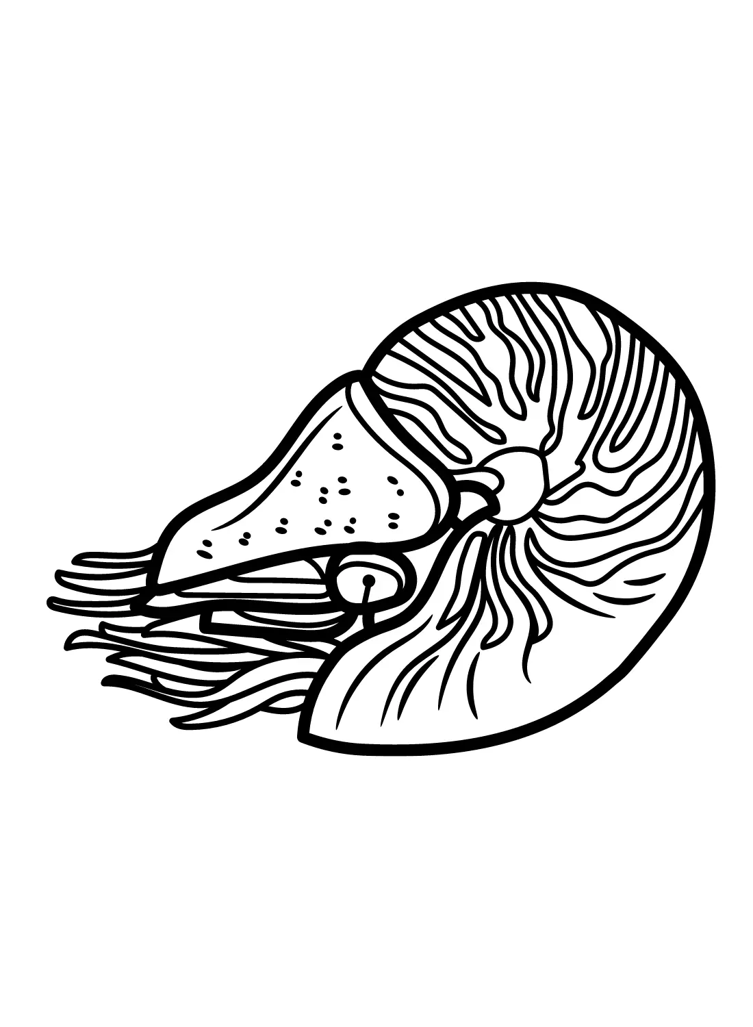 Nautilus Coloring Pages