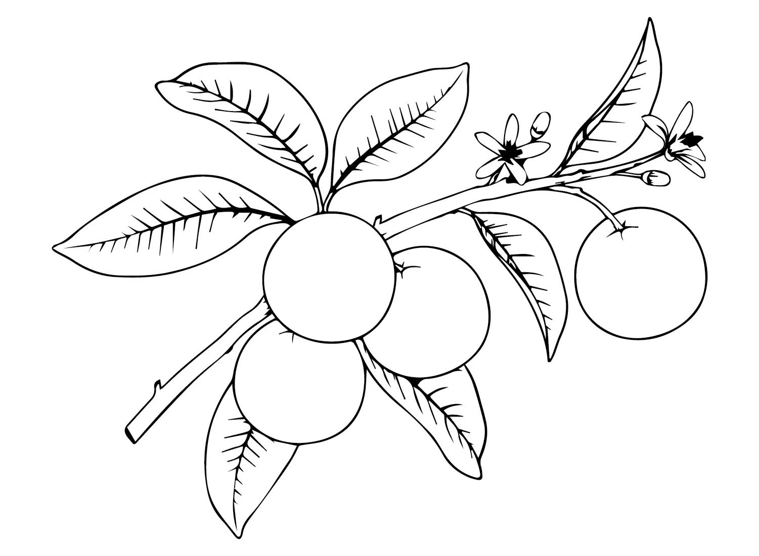 Oranges Coloring Pages