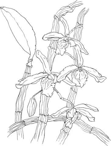 Orchid Coloring Pages