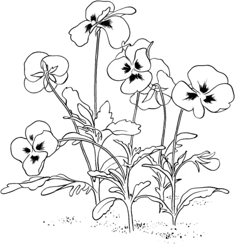 Pansy Coloring Pages