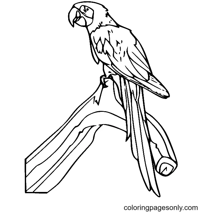 Parrot Coloring Pages